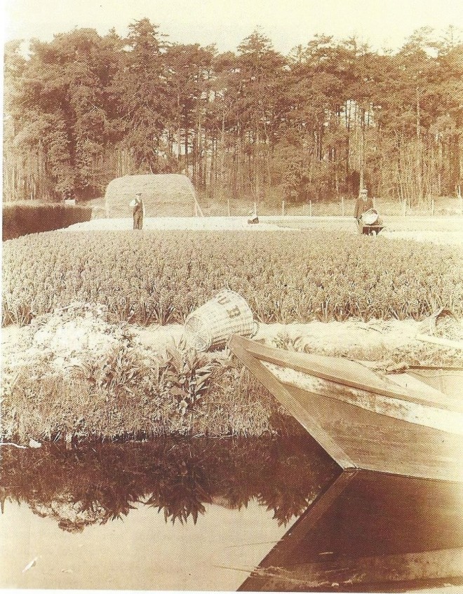 Het bloembollenterrein van de firma C.G.van Tubergen Jr. aan de Manpadslaan in Heemstede