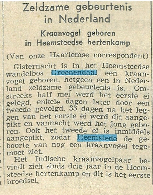 Kraanvogel geboren in Heemstede. Uit: Nieuwsblad van het Noorden, 21-6-1957