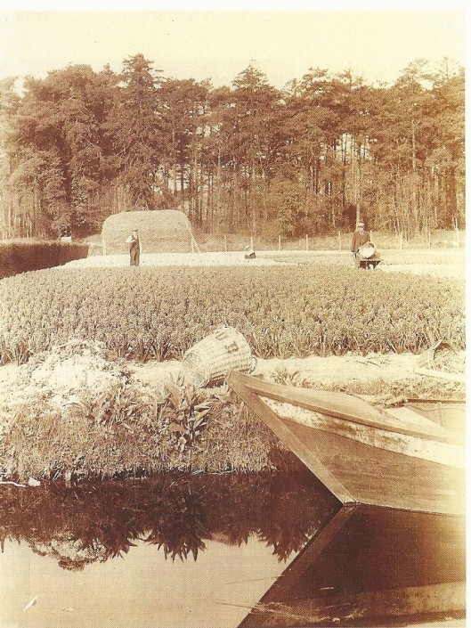 Oude foto van het bloembollenterrein van de Haarlemse kwekersfirma C.G.van Tubergen Jr. aan de Manpadslaan